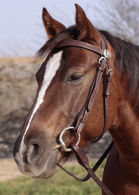 Barefoot®  'Missoula Nut' Headstall  - 2