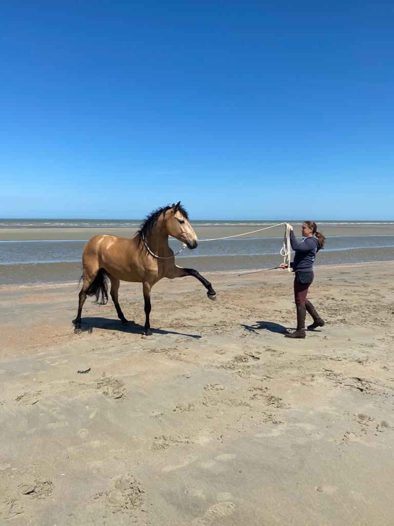 F.R.A® Natural horsemanship, in cotton, 820 cm - 4