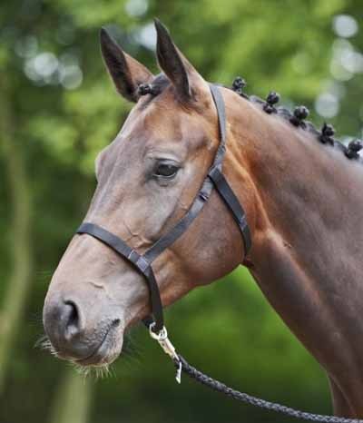 QHP Field halter (without metal buckles) - 3