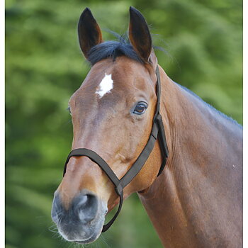 QHP Field halter (without metal buckles)