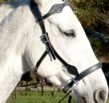 Sidepull anatomiskt med tyglar - F.R.A® 'Dandy', svart