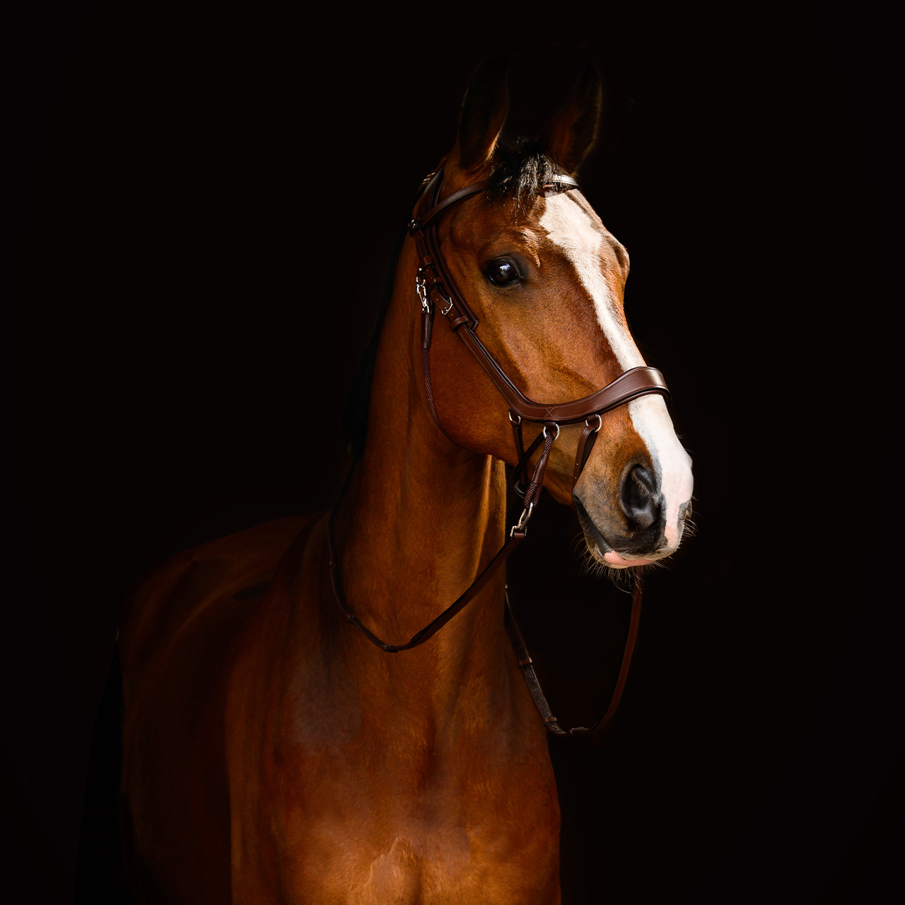 Bitless Bridle / Sidepull PresTEQ Faysport Anatomical, brun - 13