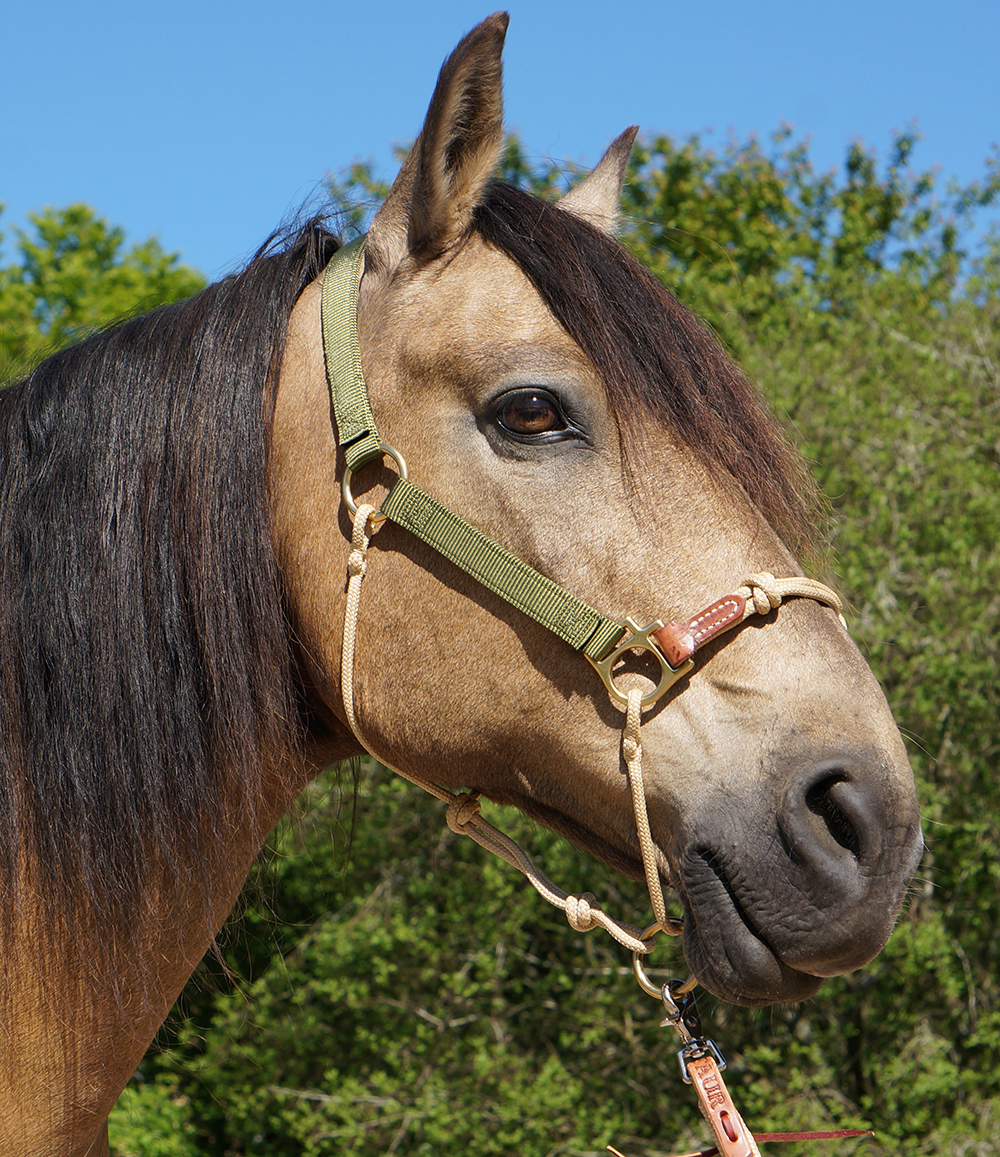 HYBRID HorseHalter® Classic, cactus green - 3