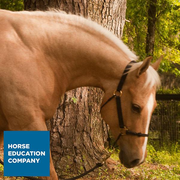 HYBRID HorseHalter® Classic, cactus green - 7