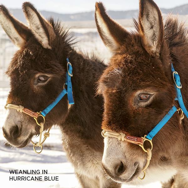 HYBRID HorseHalter® Classic, cactus green - 6