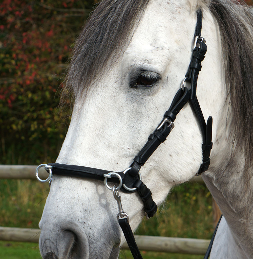 Anatomical cavesson Marjoman Carolina DeLuxe, for riding and lunging, black - 3