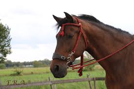 F.R.A® Bodanza bridle incl. reins - 9