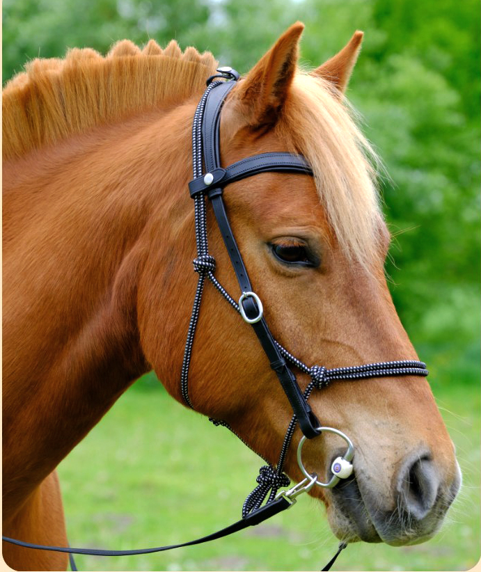 Ridgrimma / trailträns / träningsträns, F.R.A.® "Campari" (anatomisk), svart