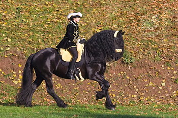 Horsedream® barbackasadel / lammskinnssadel Iberica Plus Creme S/M