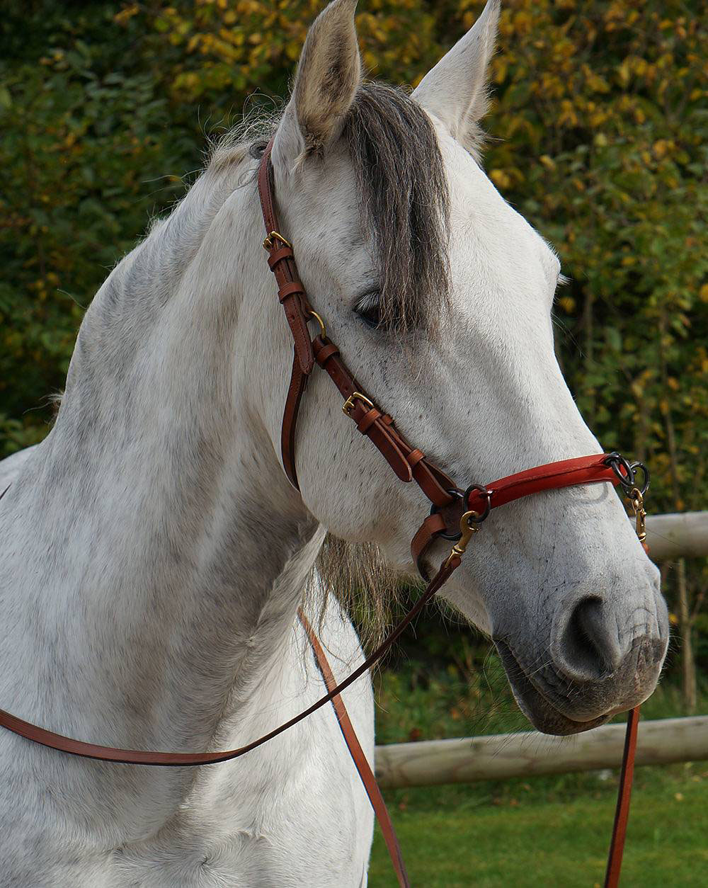 Anatomical cavesson Marjoman Carolina DeLuxe, for riding and lunging, havana - 4