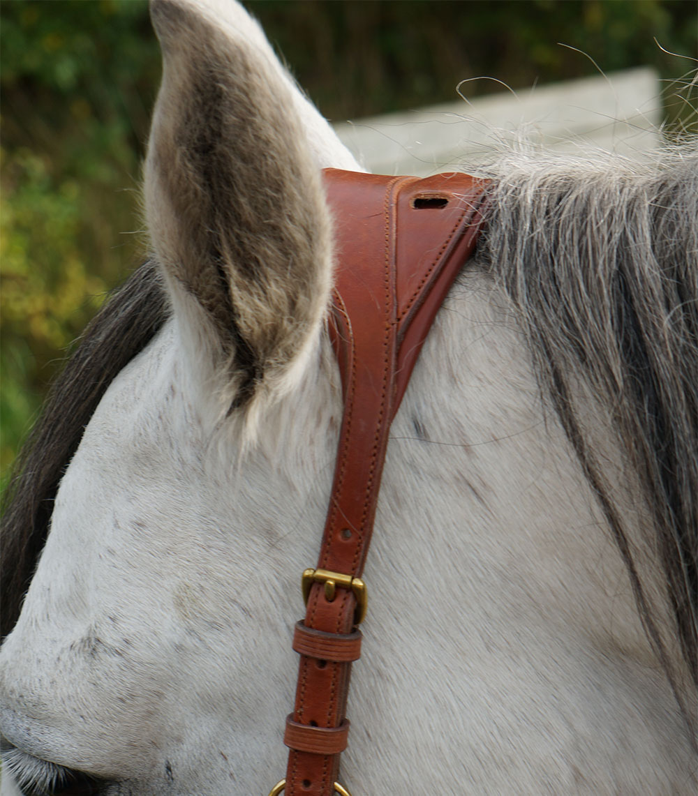 Anatomical cavesson Marjoman Carolina DeLuxe, for riding and lunging, havana - 5