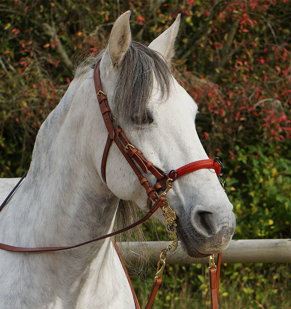 Anatomical cavesson Marjoman Carolina DeLuxe, for riding and lunging, havana - 3
