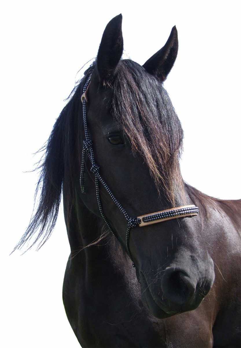 Rope halter F.R.A® Profi "Pablo - 4