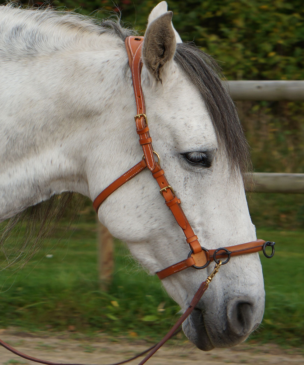 Anatomical cavesson Marjoman Carolina DeLuxe, for riding and lunging, natural - 4