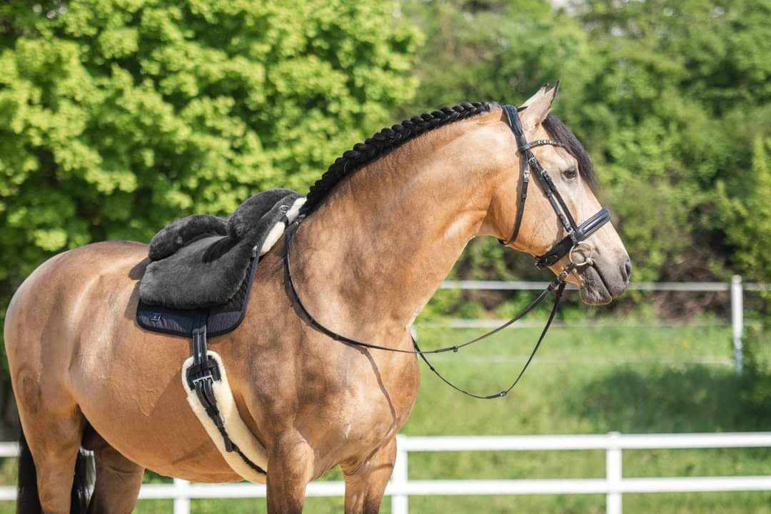 Horsedream® Bareback saddle / lambskin saddle Iberica Plus Graphite S/M - 16