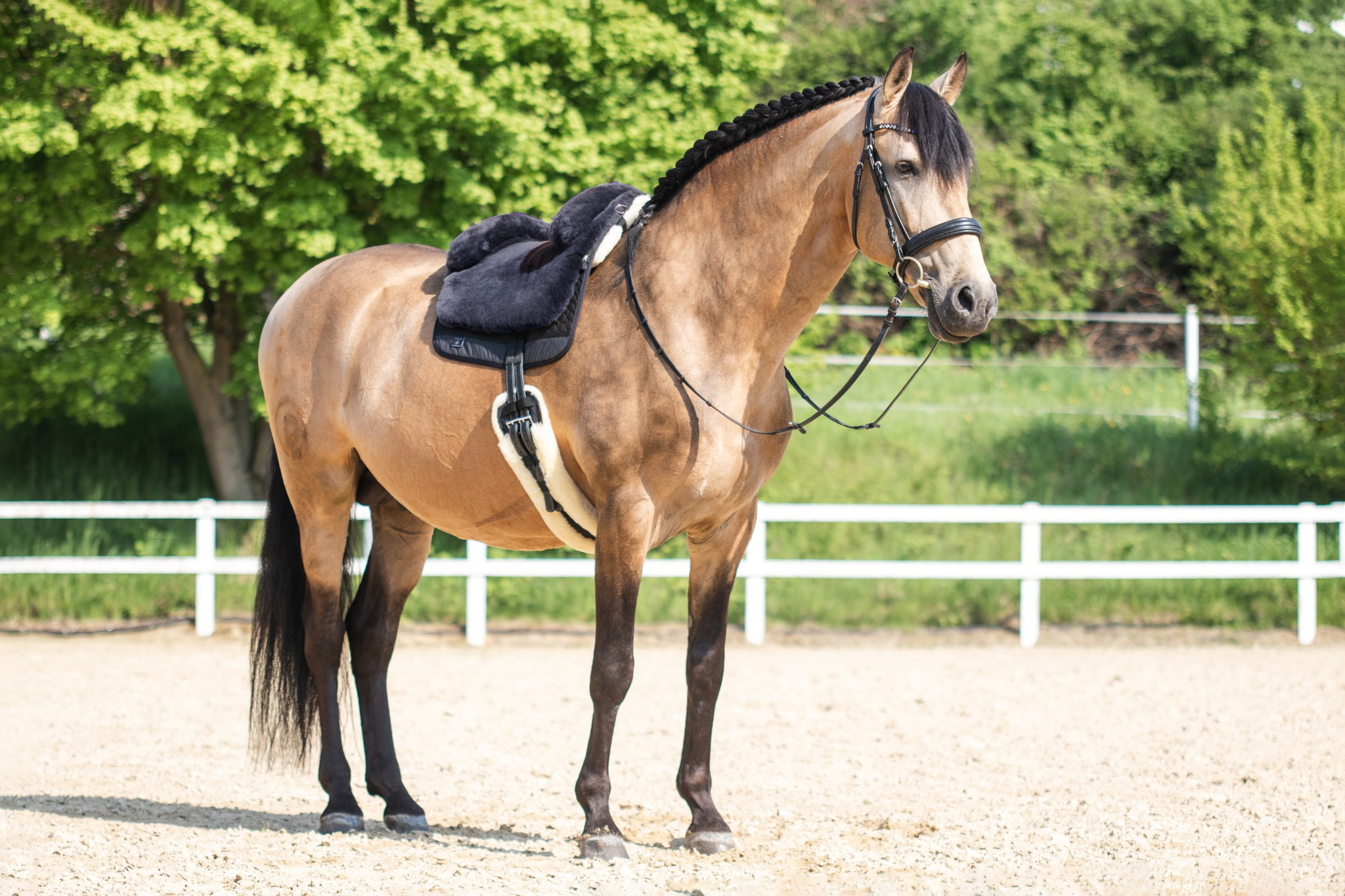 Horsedream® Bareback saddle / lambskin saddle Iberica Plus Graphite S/M - 14