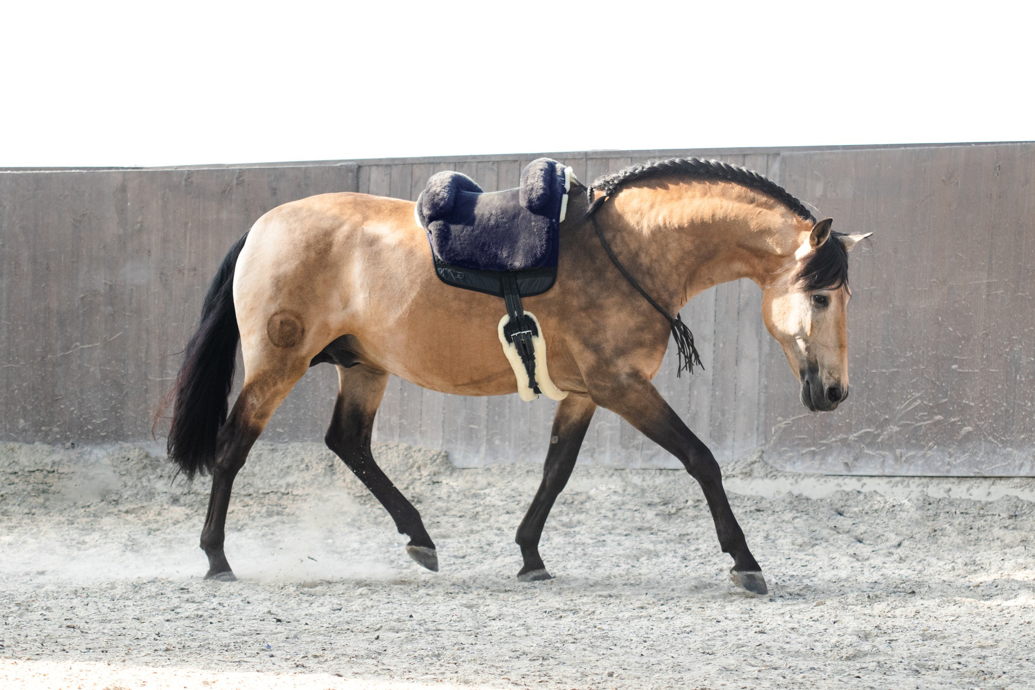 Horsedream® Bareback saddle / lambskin saddle Iberica Plus Graphite S/M - 12