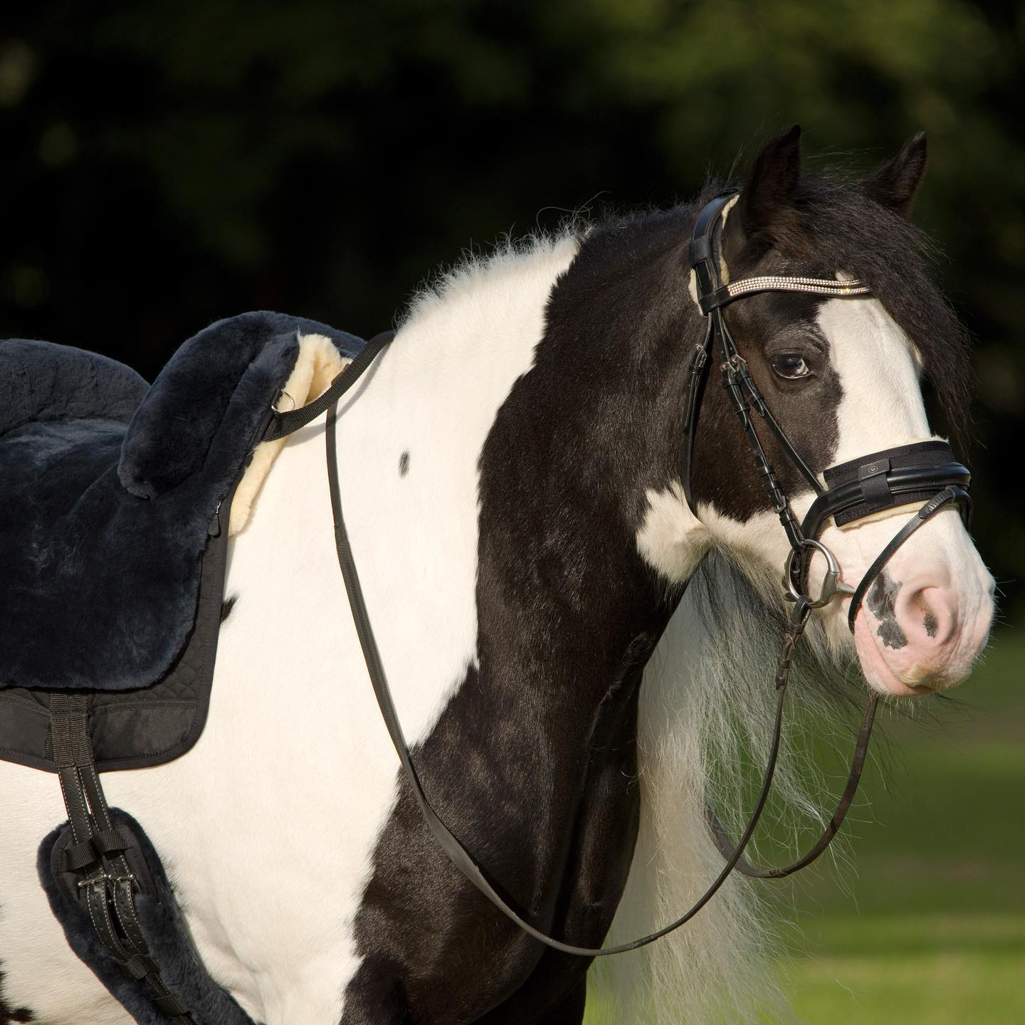 Horsedream® Bareback saddle / lambskin saddle Iberica Plus Graphite M/L - 10