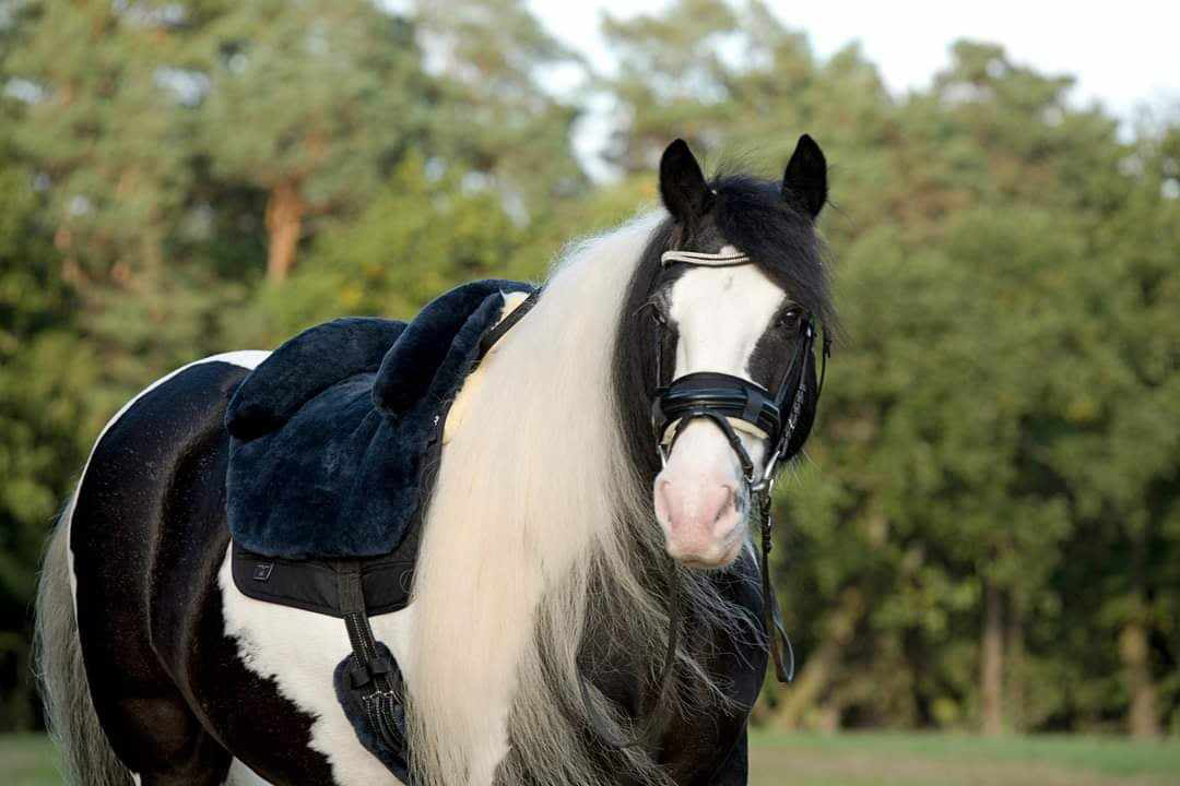 Horsedream® Bareback saddle / lambskin saddle Iberica Plus Graphite M/L - 15