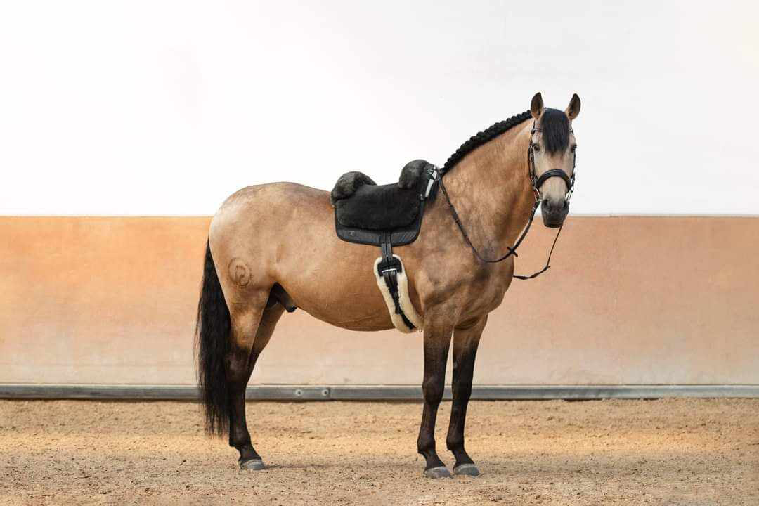 Horsedream® Bareback saddle / lambskin saddle Iberica Plus Brown S/M - 15