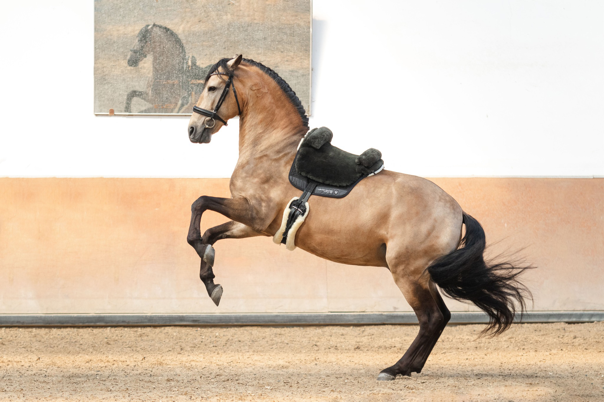 Horsedream® Bareback saddle / lambskin saddle Iberica Plus Brown S/M - 11