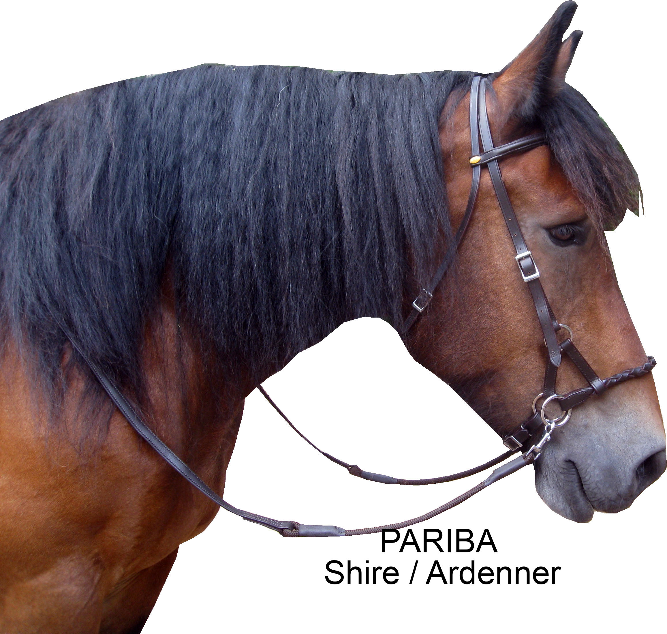 F.R.A® Pariba Sidepull incl. reins - 4