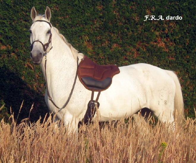 F.R.A® Dardo barbackasadel / ridpad 'SPS',  full, svart - 3
