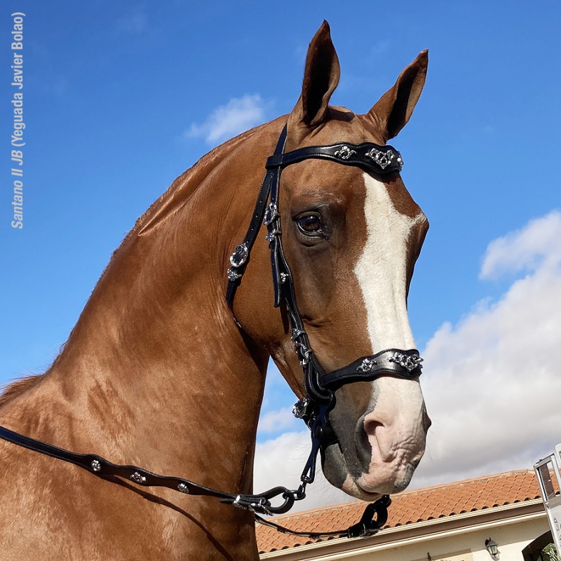 Marjoman Portuguese Cortezia Bridle incl. one rein