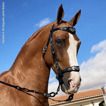 Marjoman Portuguese Cortezia Bridle inkl. enkel tygel