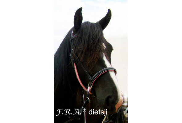 F.R.A® Dietsji Crossunder/Sidepull inkl. tyglar, svart/rosa (Shettis upp till full) - 2