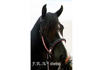 F.R.A® Dietsji Crossunder/Sidepull inkl. tyglar, svart/rosa (Shettis upp till full)