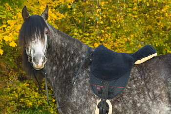 Horsedream® barbackasadel / lammskinnssadel Basic Plus Creme S/M