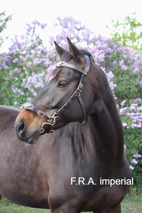 Hackamore bridle F.R.A® 'Imperial' with shanks and reins, dark brown - 8