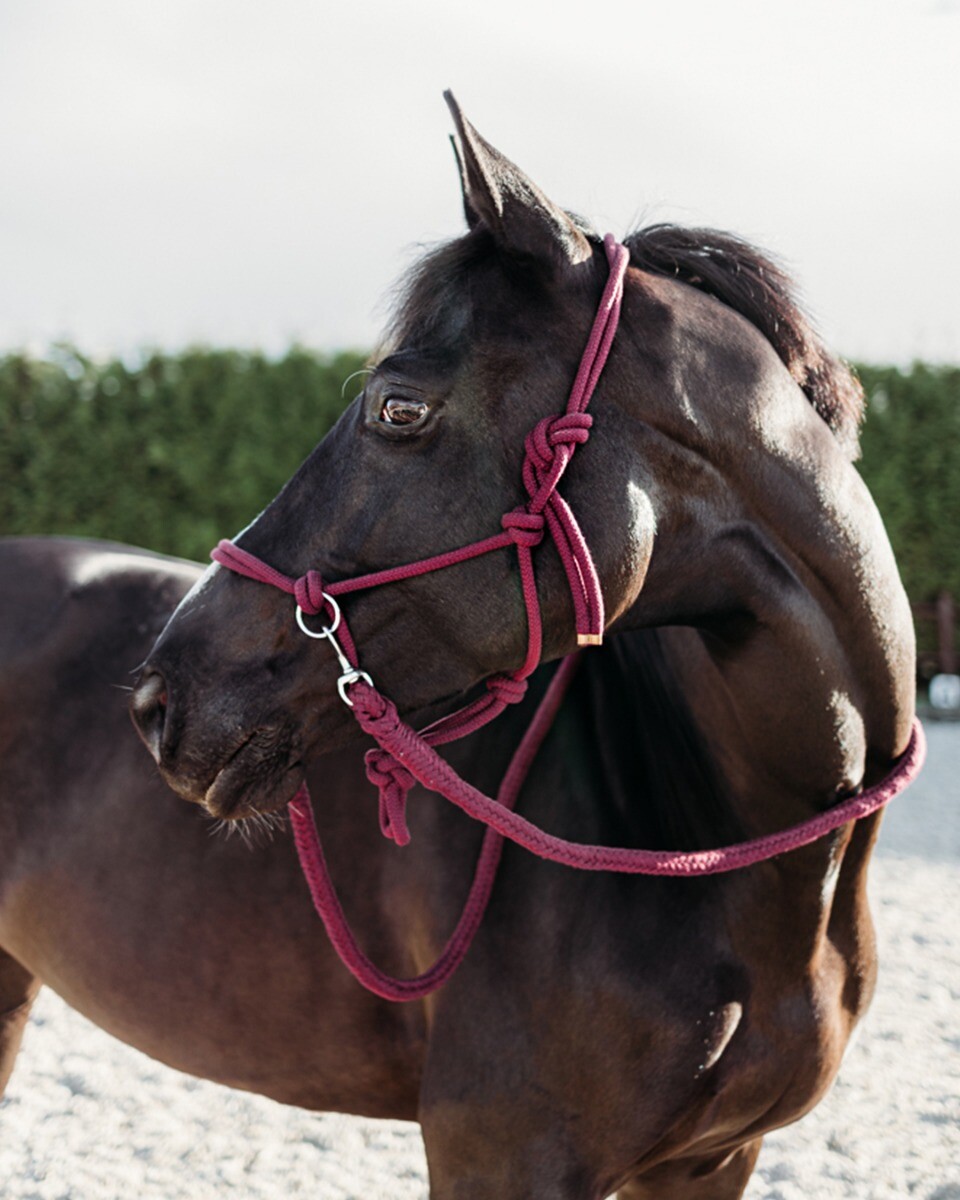 Rope halter for riding QHP, with reins, fuchsia pink - 6