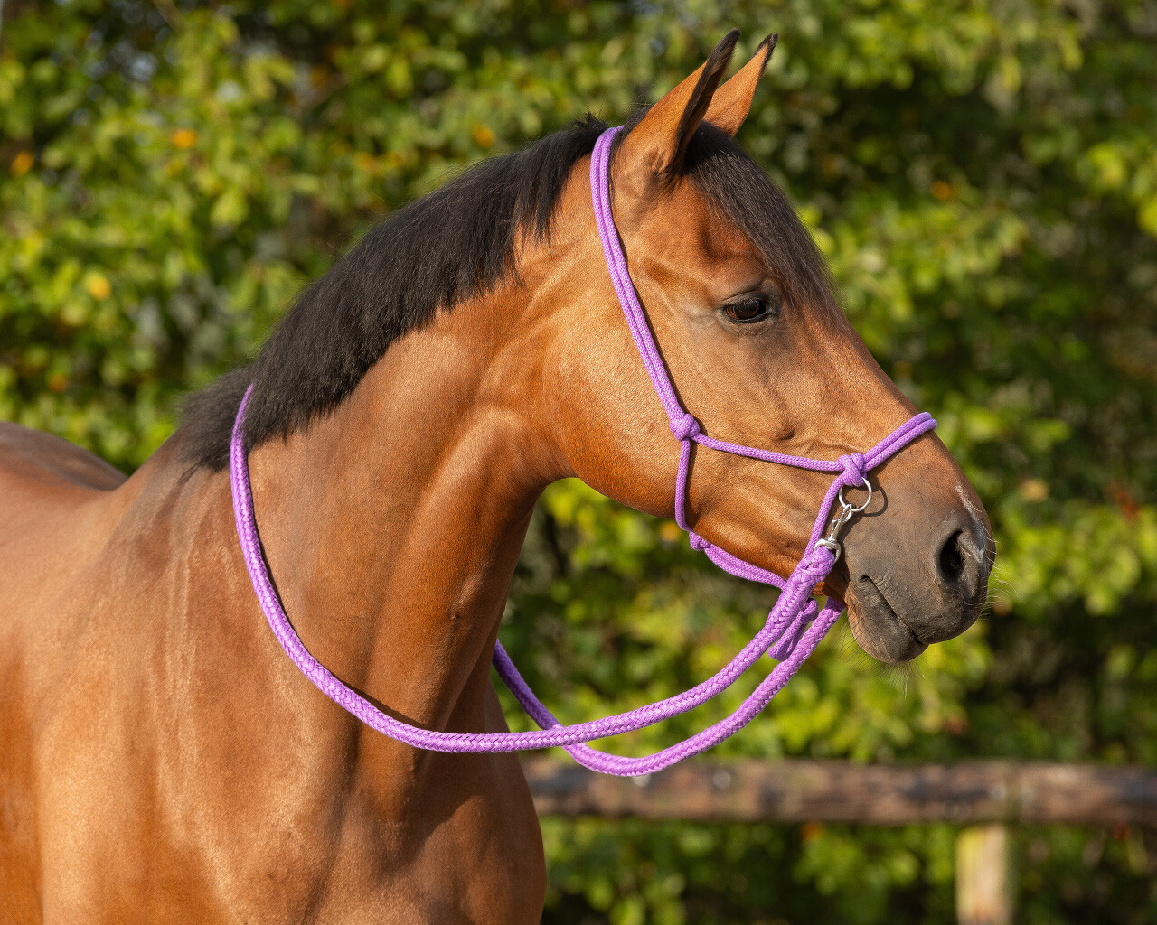 Rope halter for riding QHP, with reins, purple - 2