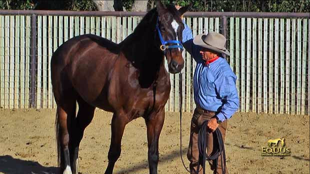 Monty Roberts DUALLY™, blue / Large - 3