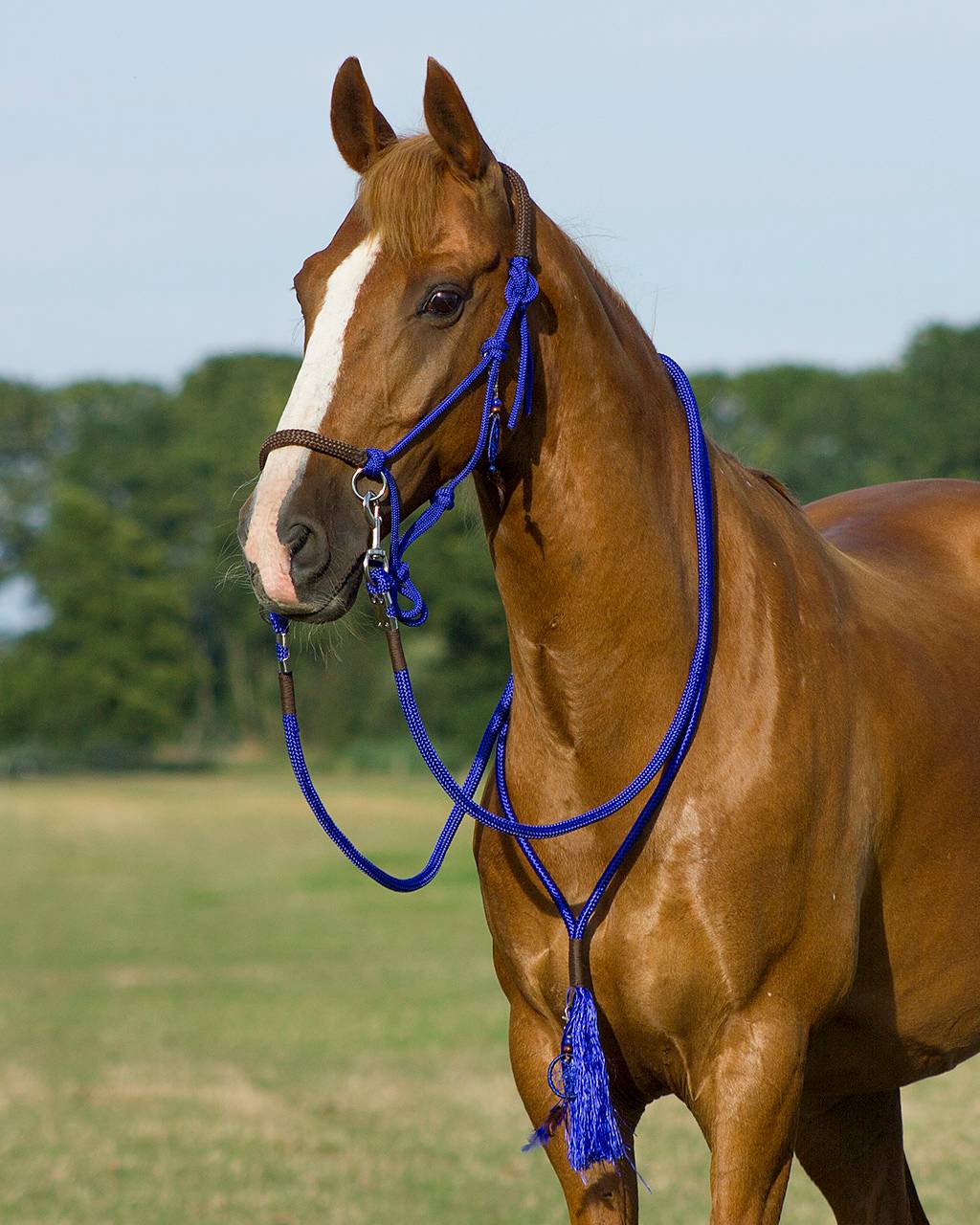 Rope halter combi Liberty QHP, cobolt - 2