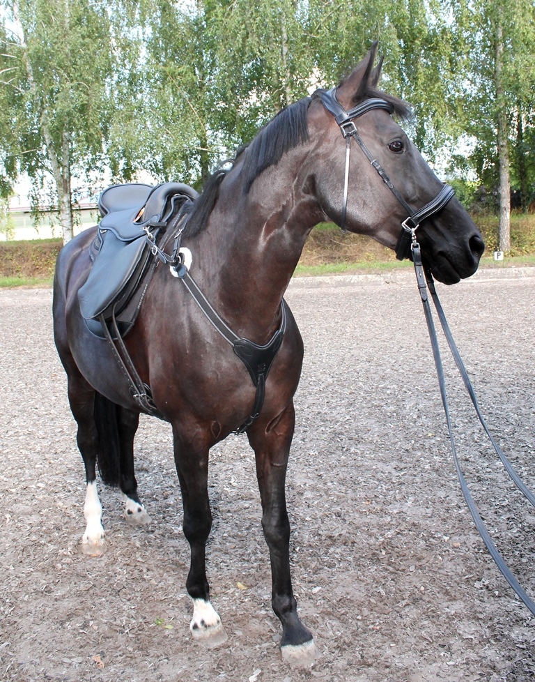  Barefoot Variable Breastplate - Stretch & Breath, brown - 4