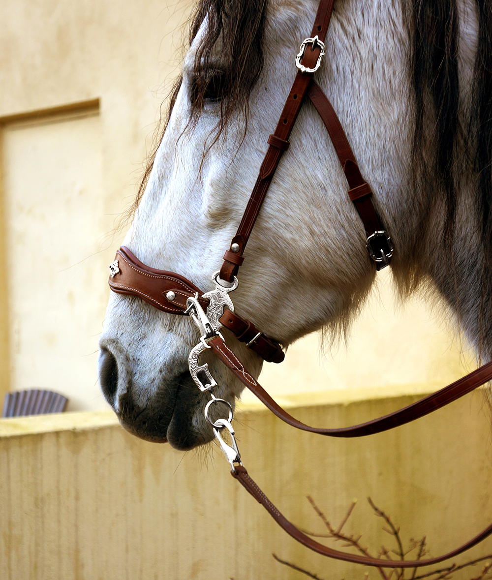 Hackamore bridle Noble by Opux®, chocolate - 3