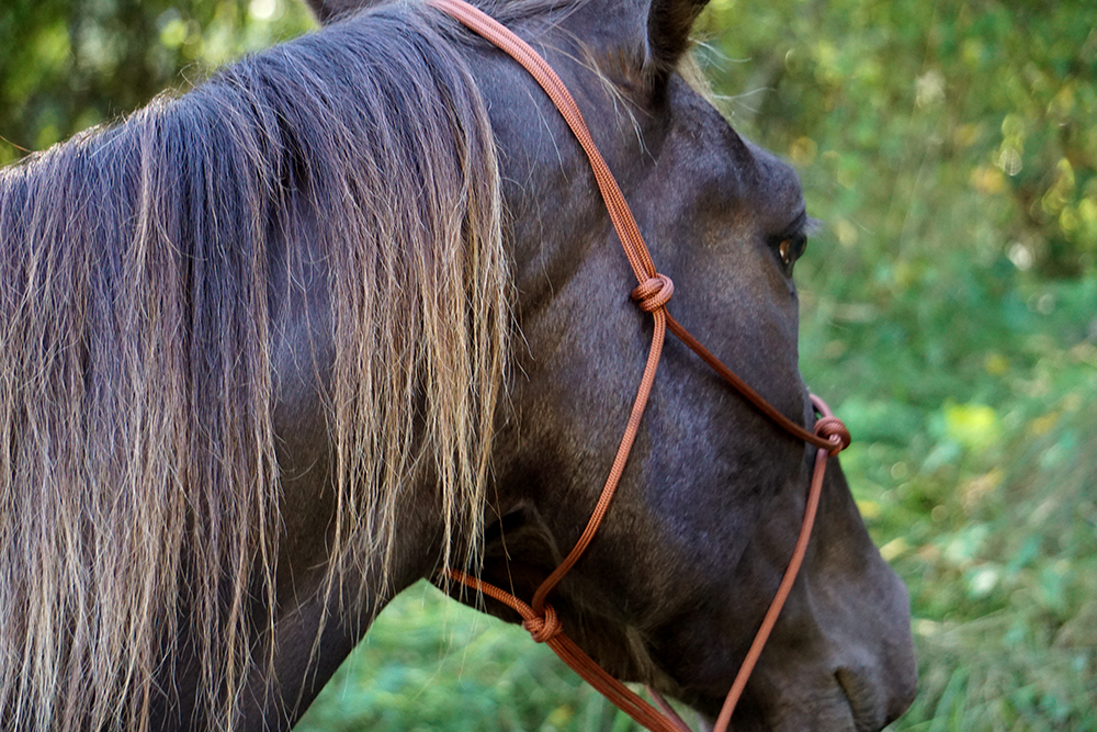 Ropehalter Buck Brannaman #124, brown - 6