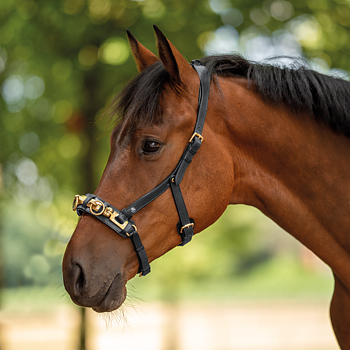 Kapson 'Busse Anatomix', för ridning och longering, fast järn, svart