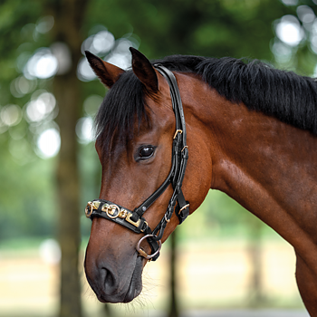 Kapson 'Busse Anatomix', för ridning och longering, fast järn, svart
