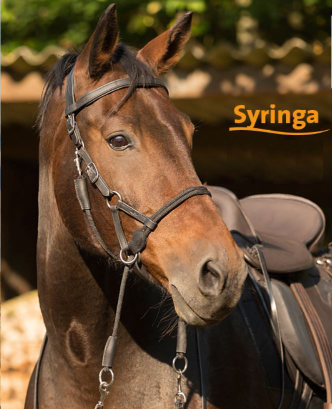 Barefoot® Syringa Bitless kombi Crossunder + Sidepull inkl. tyglar, svart - 4