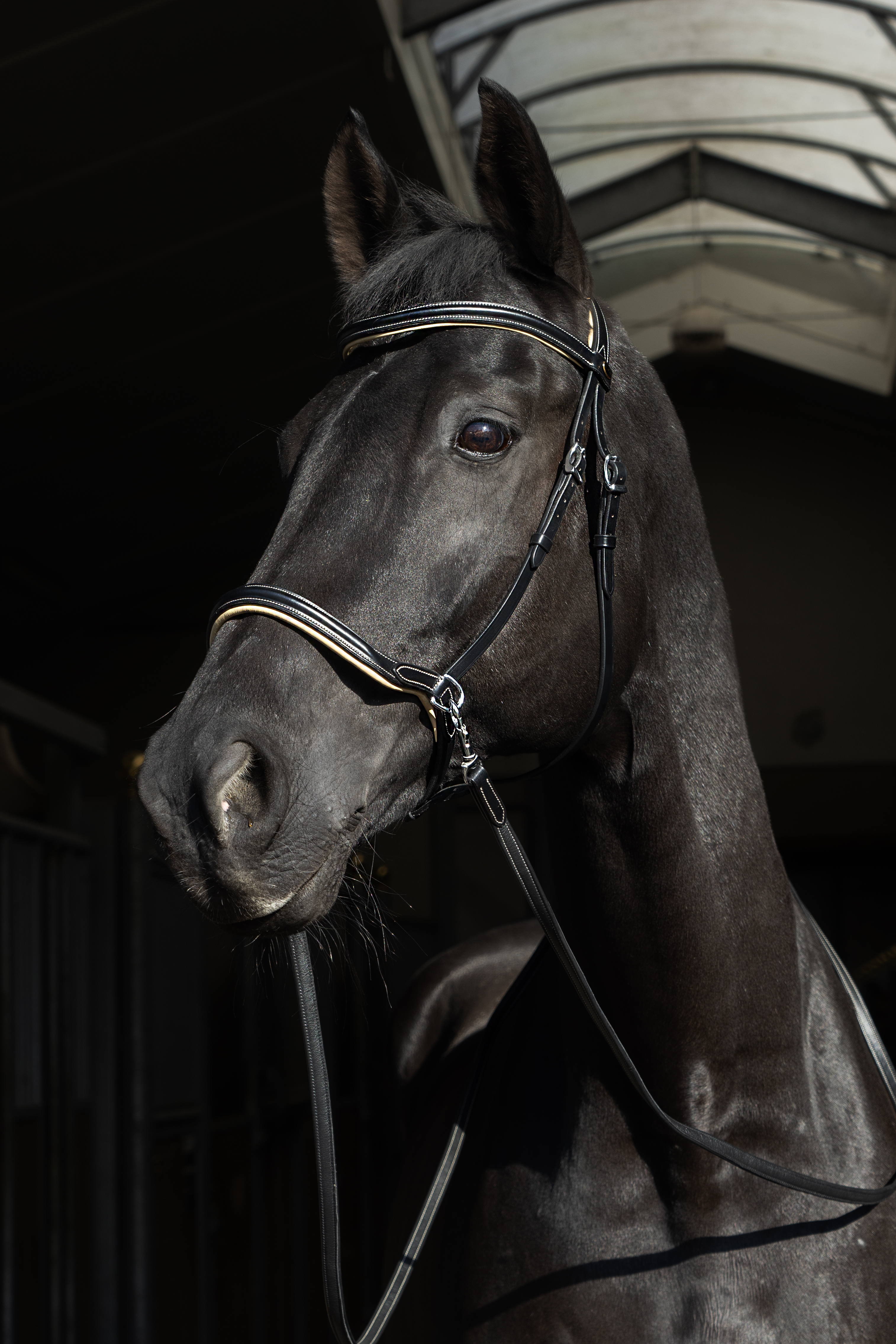 Sidepull Dressage F.R.A® Kiona, anatomiskt, inkl. tyglar, svart - 4