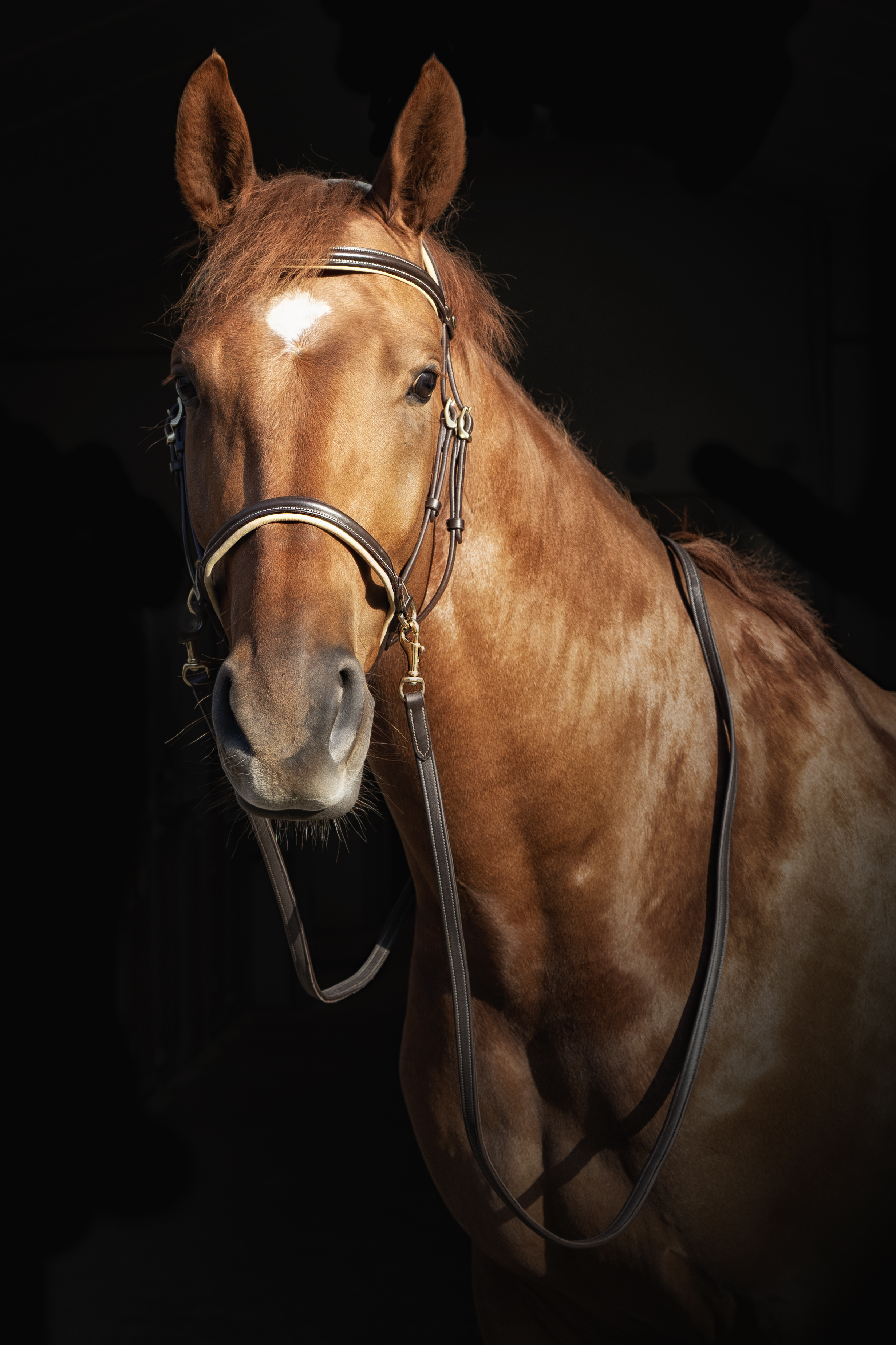 Sidepull Dressage F.R.A® Kiona, anatomiskt, inkl. tyglar, brun - 3