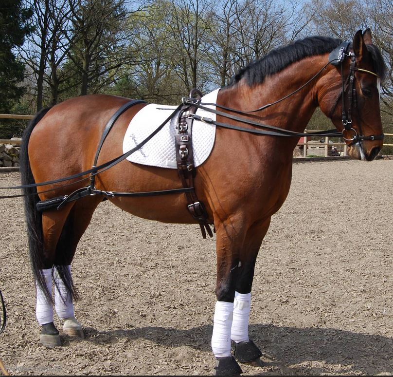 Lunging / training Surcingle, Globus DeLuxe - NewTan - 6