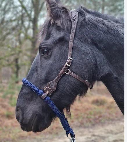 Bosal Edix© Alano, svart - 3