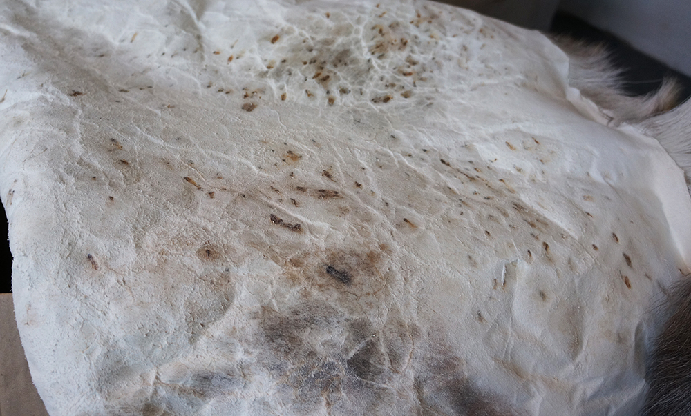 Reindeer fur (saddle pad), S - 5