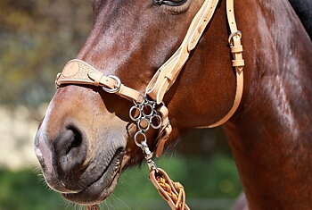 Hackamore shanks - Flower  Medium, gold