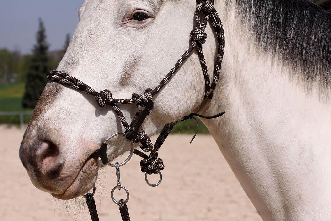 Rope halter Barefoot® '3 in 1' Juniper - 2